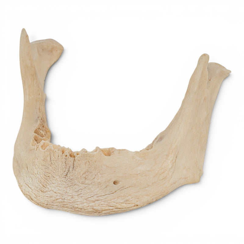Real Human Mandible