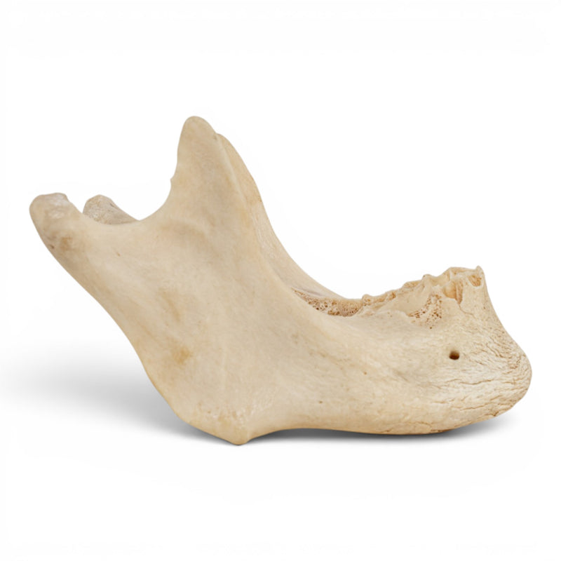 Real Human Mandible