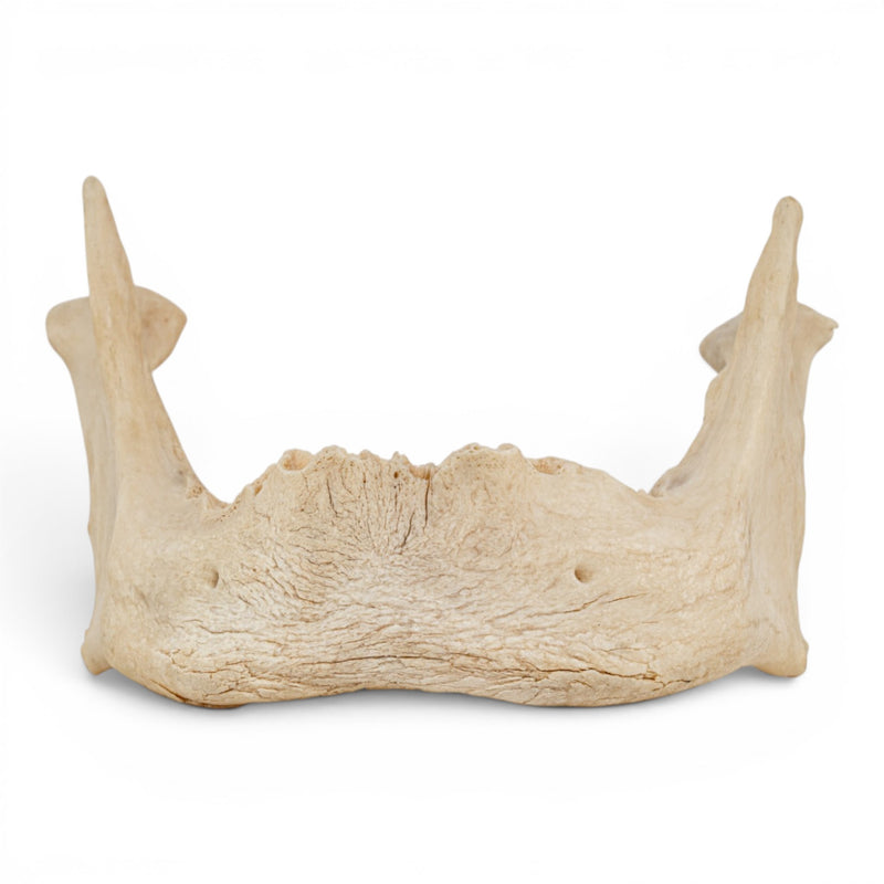 Real Human Mandible