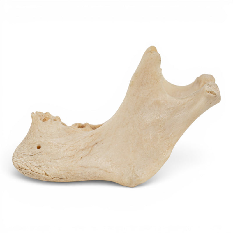 Real Human Mandible