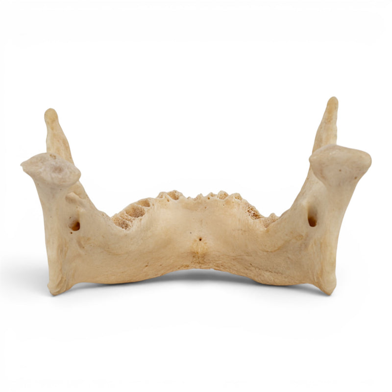 Real Human Mandible