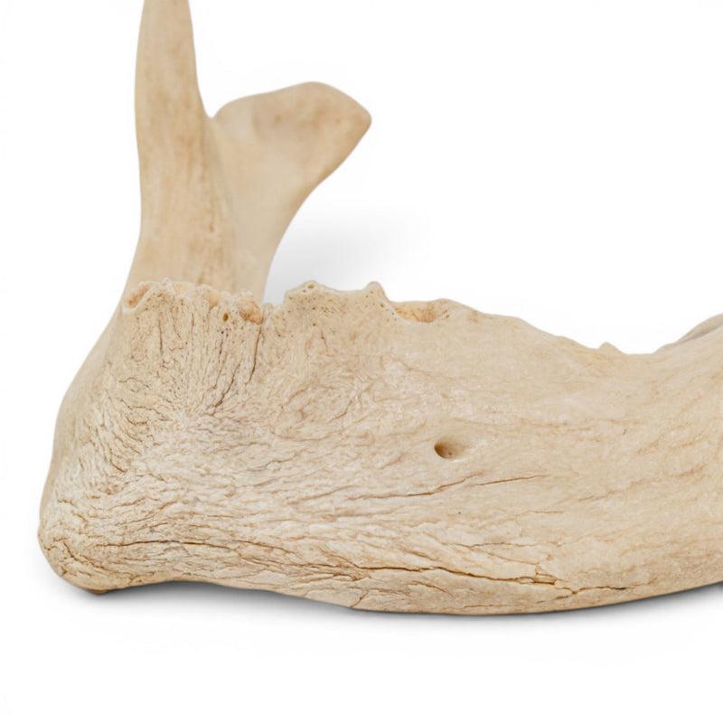 Real Human Mandible