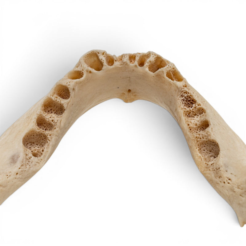 Real Human Mandible