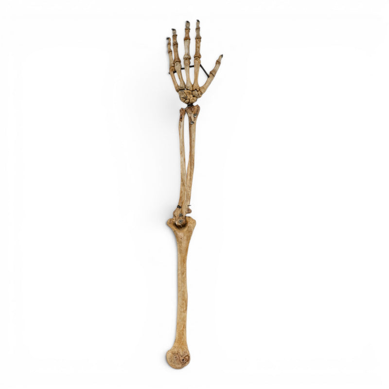 Real Human Left Arm - Articulated