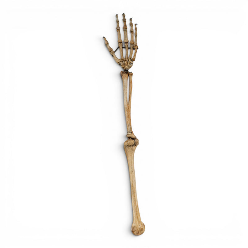 Real Human Left Arm - Articulated