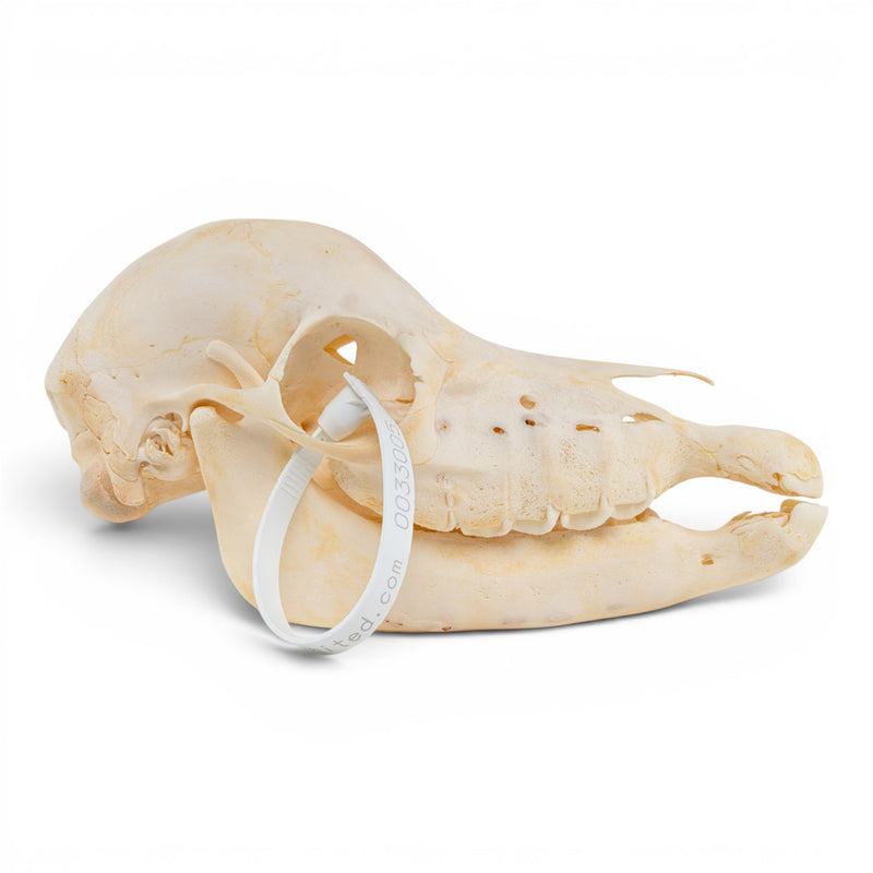 Real Horse Skull - Foal