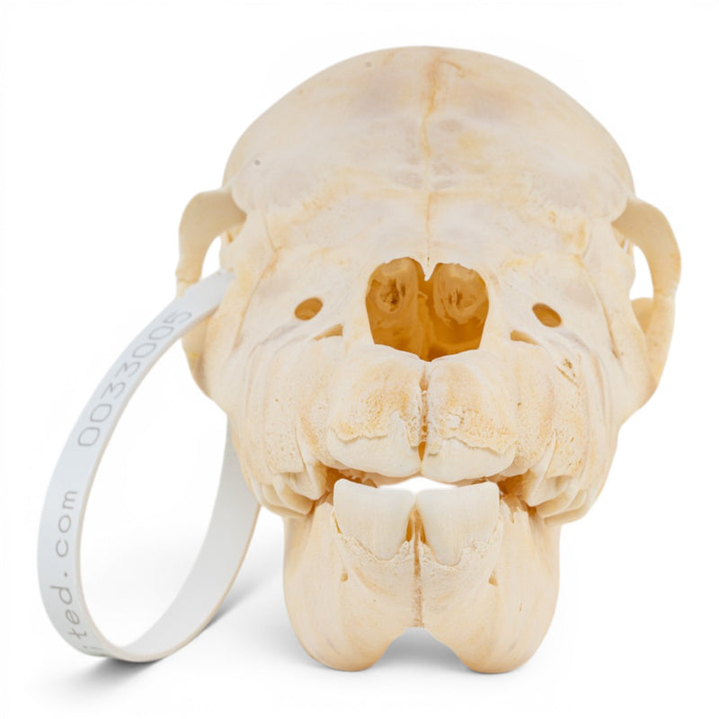 Real Horse Skull - Foal