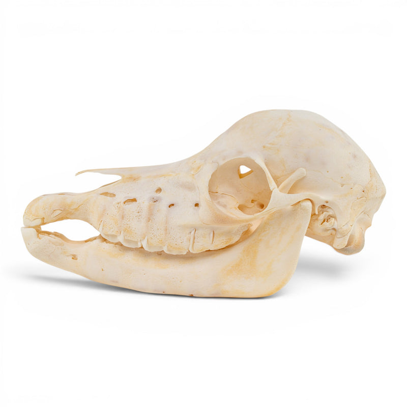 Real Horse Skull - Foal