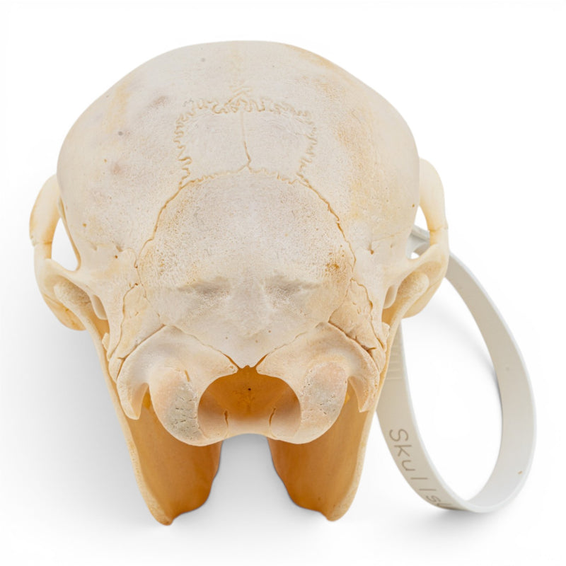 Real Horse Skull - Foal