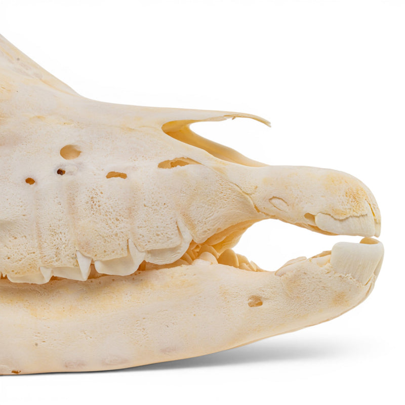 Real Horse Skull - Foal