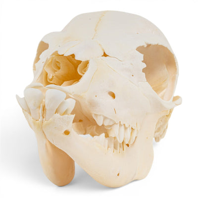 Real Domestic Cow Skull - Fetal