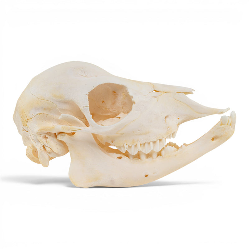 Real Domestic Cow Skull - Fetal