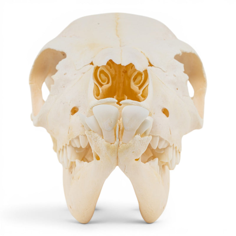 Real Domestic Cow Skull - Fetal