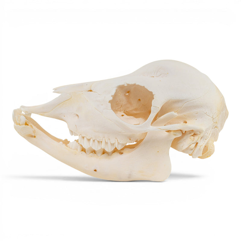 Real Domestic Cow Skull - Fetal