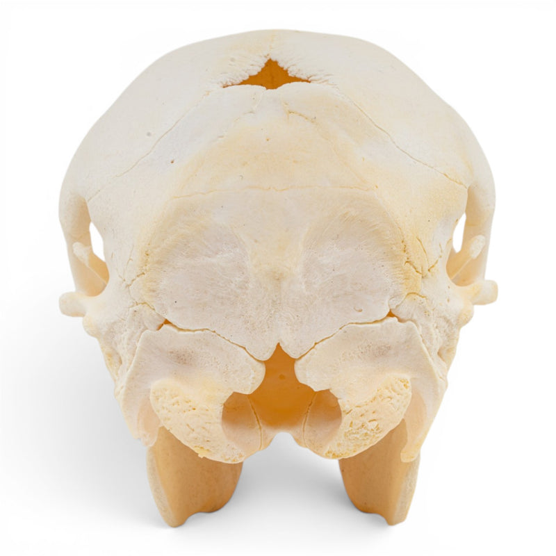 Real Domestic Cow Skull - Fetal