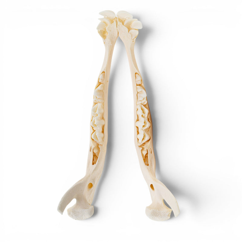 Real Domestic Cow Skull - Fetal