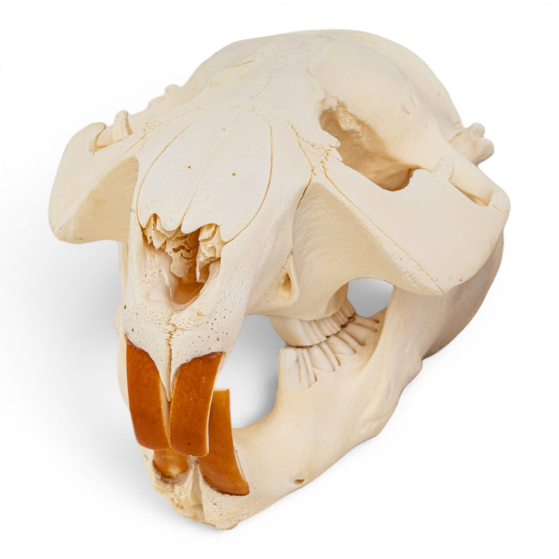 Real American Beaver Skull - Pathology