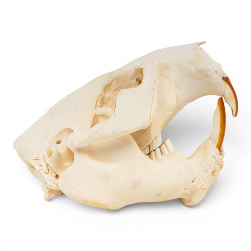 Real American Beaver Skull - Pathology