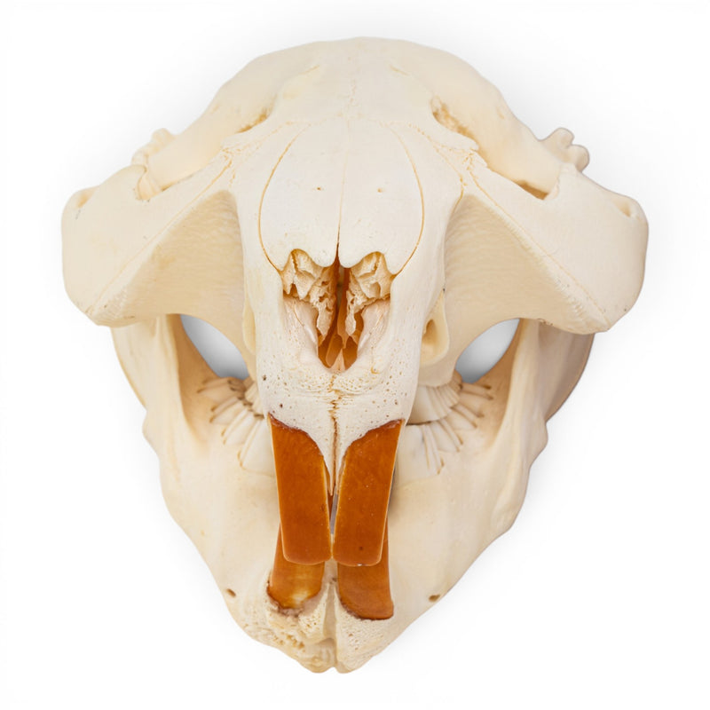 Real American Beaver Skull - Pathology