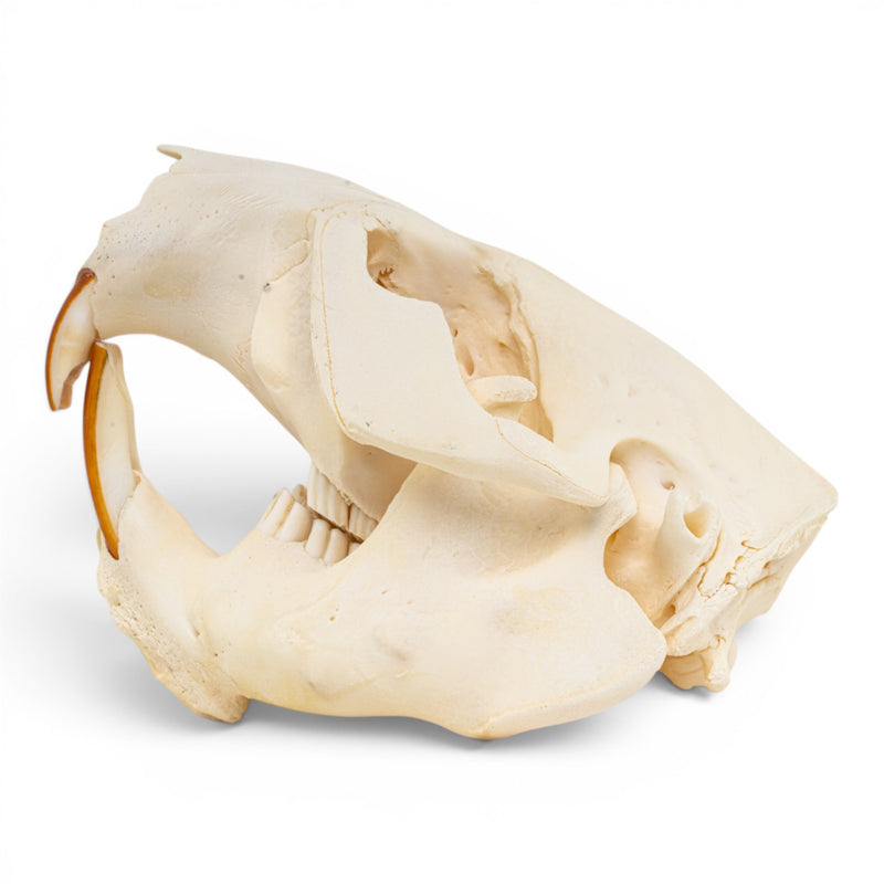 Real American Beaver Skull - Pathology