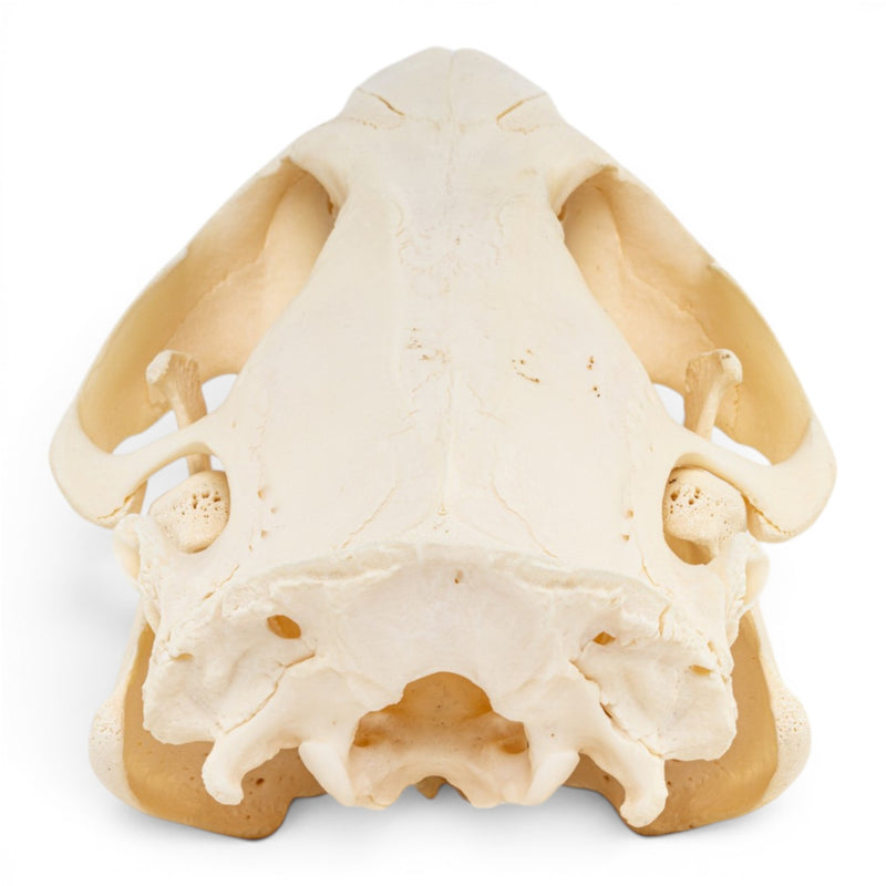 Real American Beaver Skull - Pathology