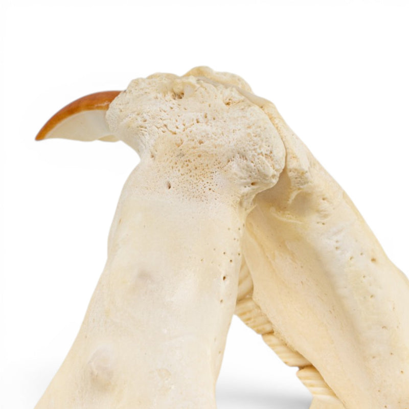Real American Beaver Skull - Pathology