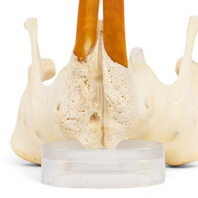 Real American Beaver Skull - Pathology