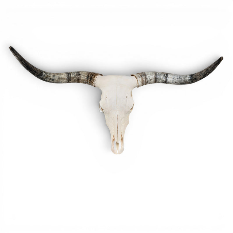 Real Longhorn Skull