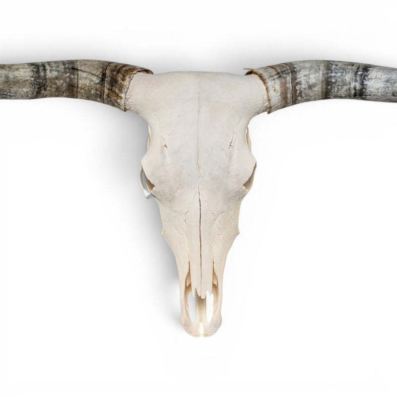 Real Longhorn Skull