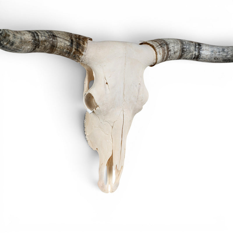 Real Longhorn Skull