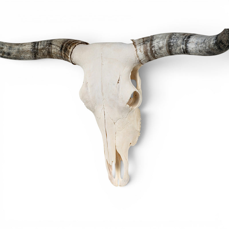 Real Longhorn Skull