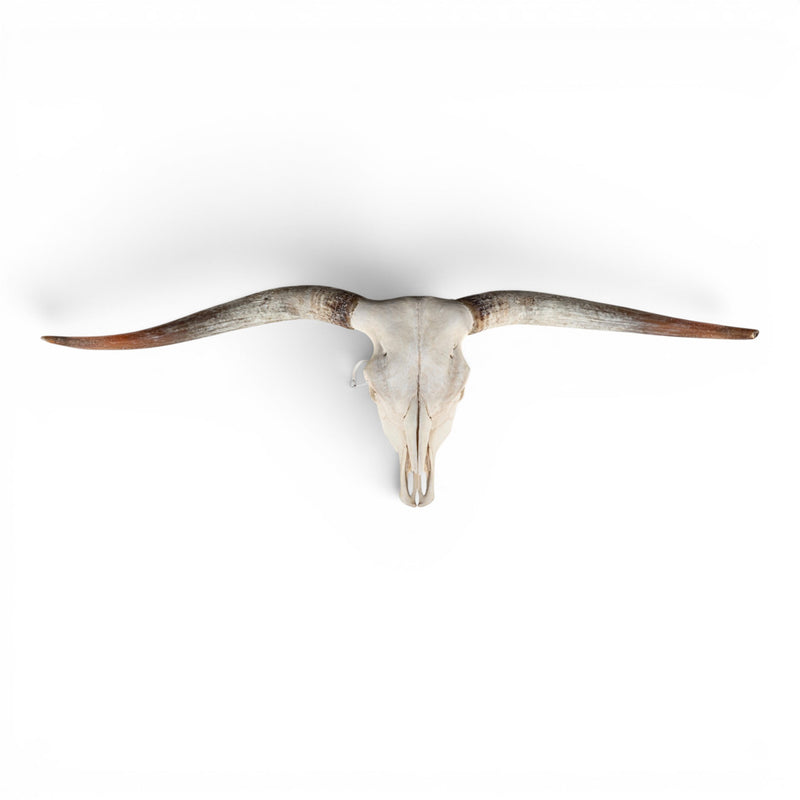 Real Longhorn Skull