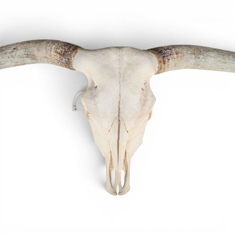 Real Longhorn Skull