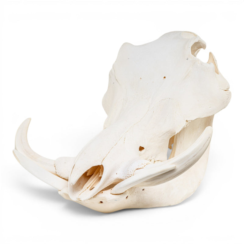 Real Warthog Skull