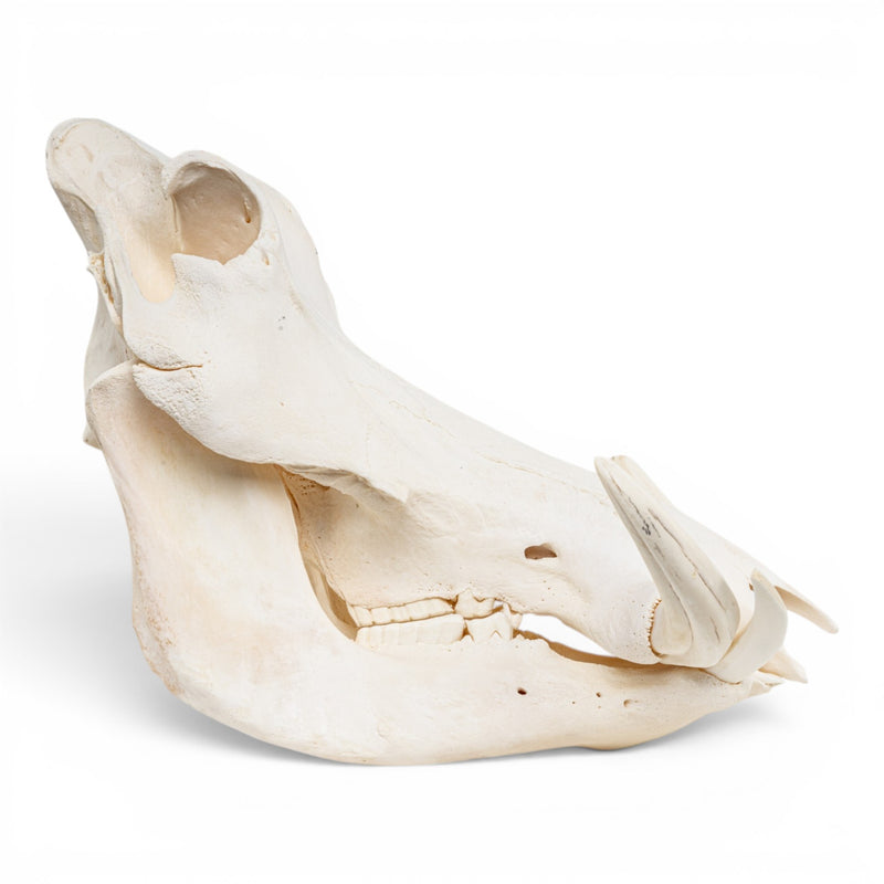 Real Warthog Skull