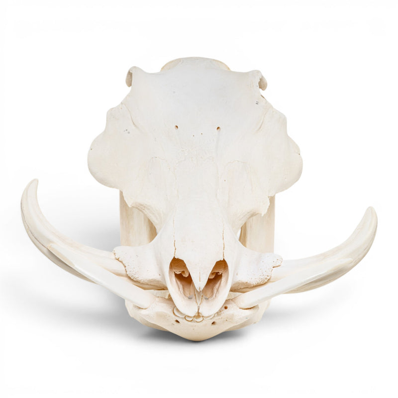 Real Warthog Skull