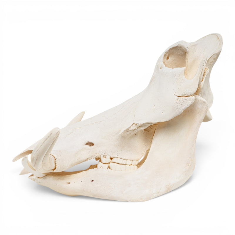 Real Warthog Skull