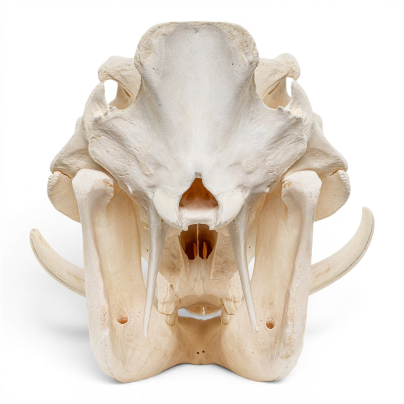 Real Warthog Skull