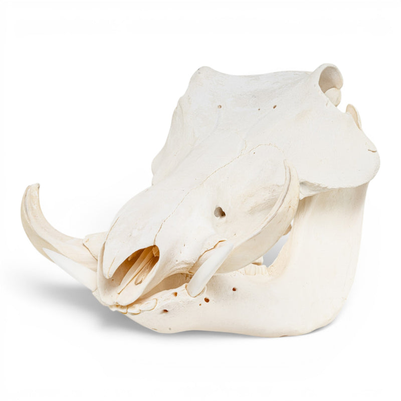 Real Warthog Skull
