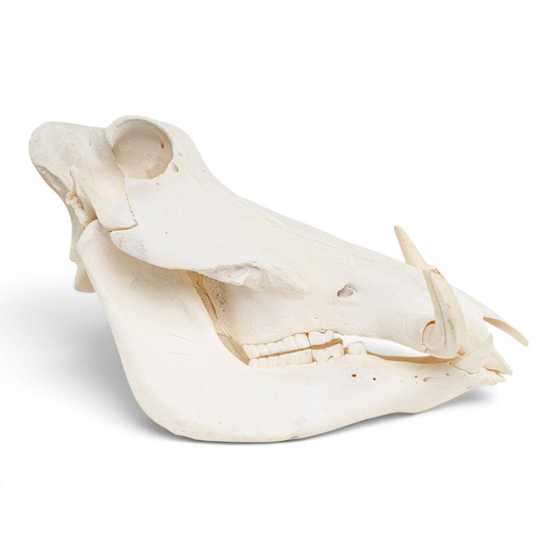 Real Warthog Skull