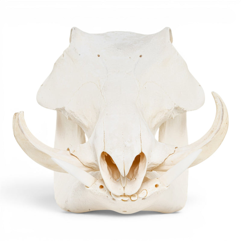 Real Warthog Skull