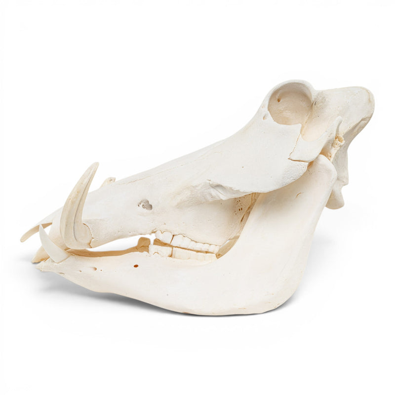 Real Warthog Skull