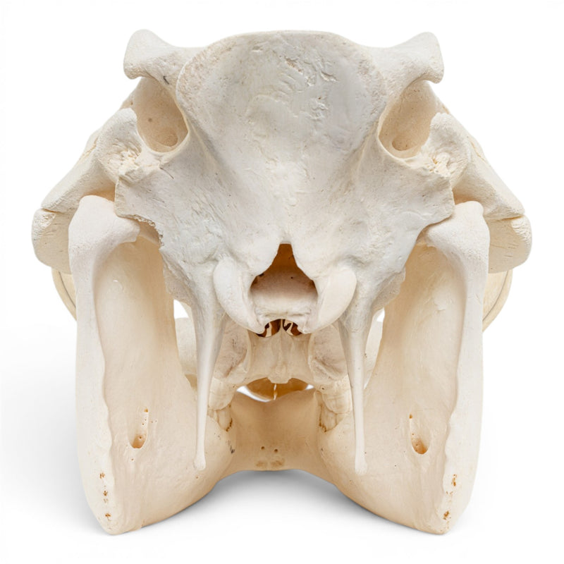 Real Warthog Skull