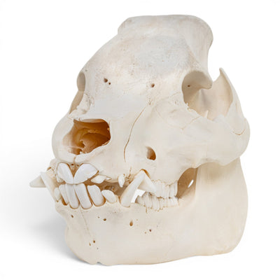 Real Potbellied Pig Skull - Adolescent
