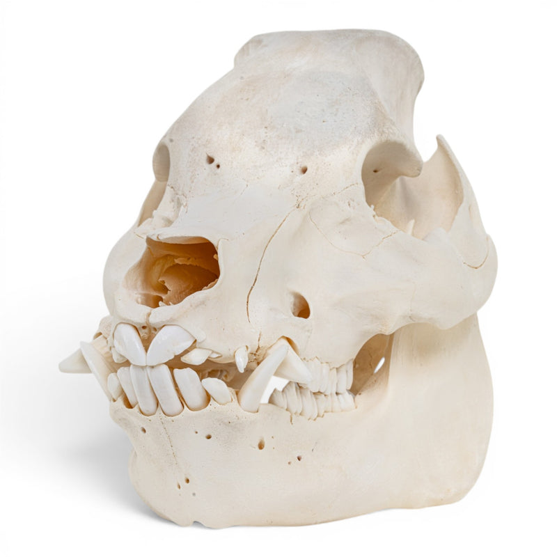 Real Potbellied Pig Skull - Adolescent