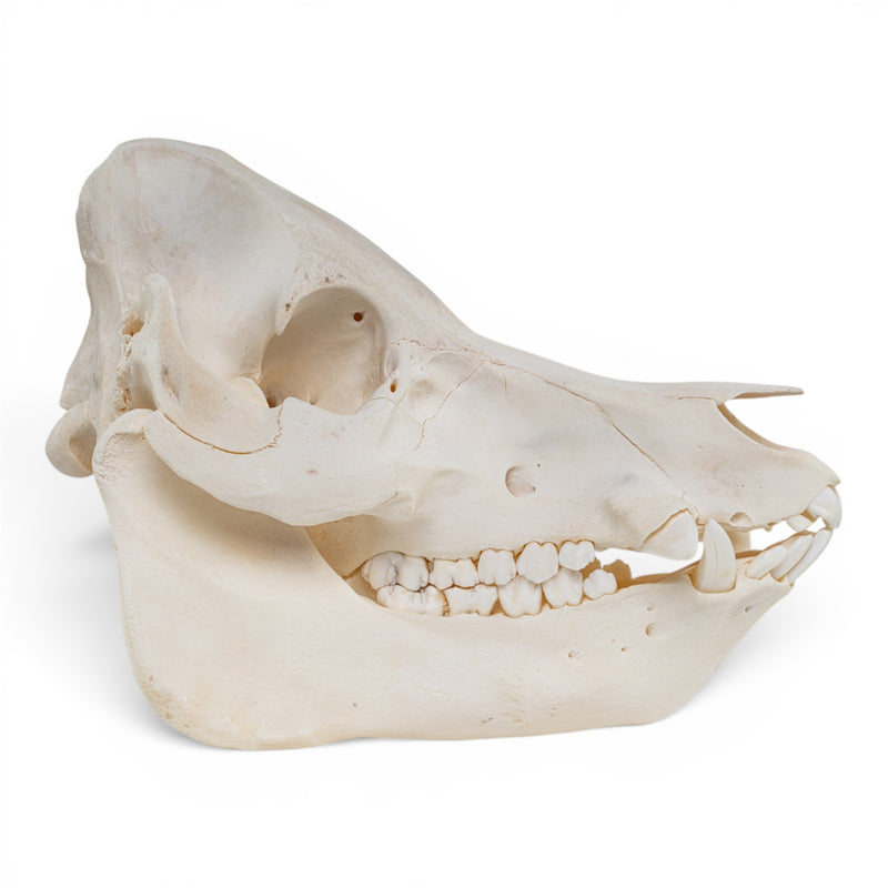 Real Potbellied Pig Skull - Adolescent