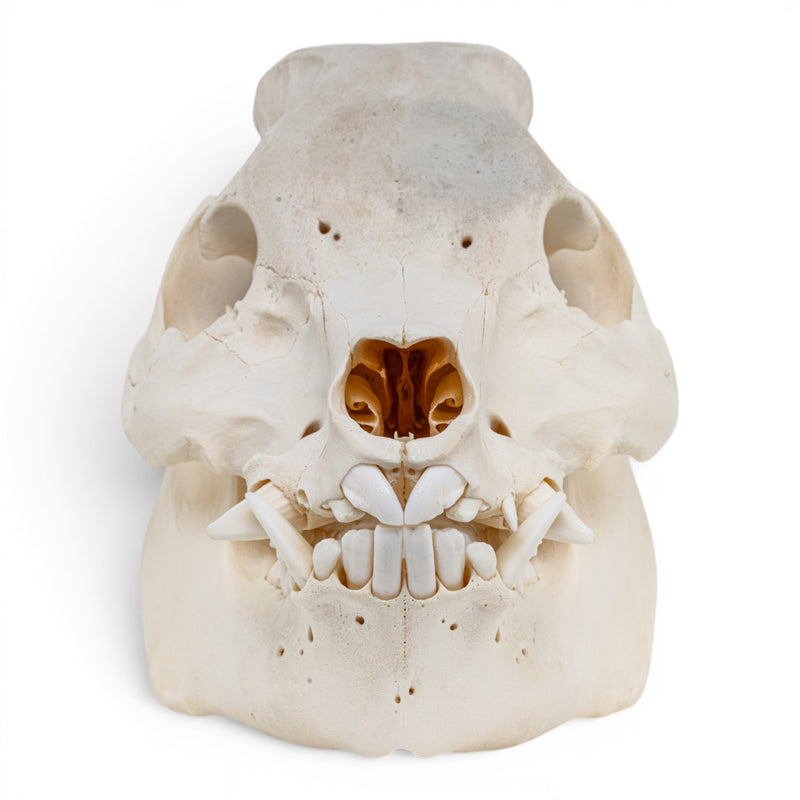 Real Potbellied Pig Skull - Adolescent