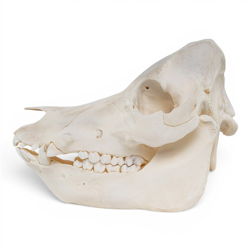 Real Potbellied Pig Skull - Adolescent