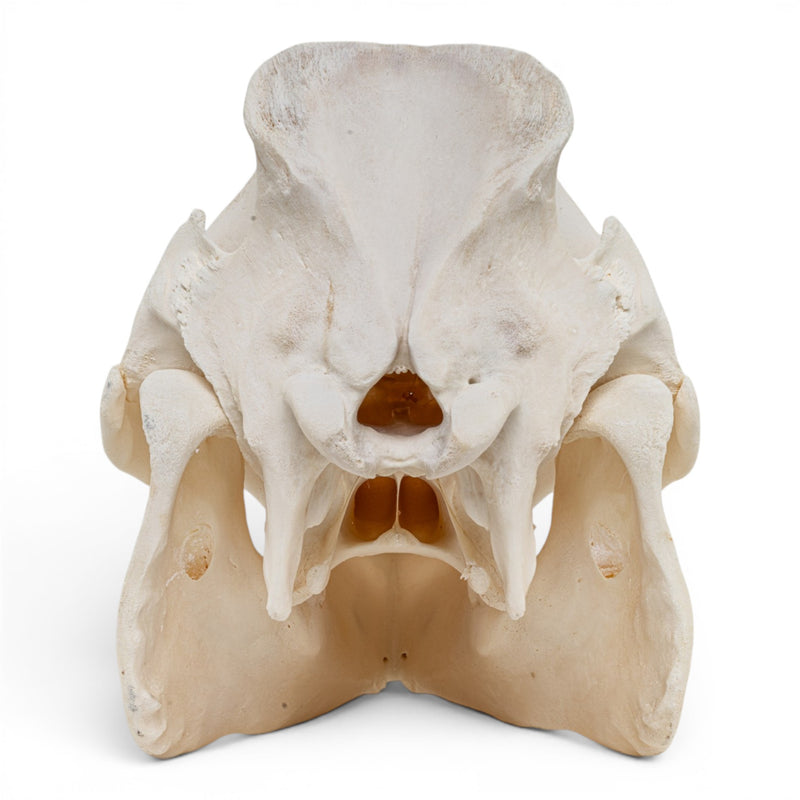 Real Potbellied Pig Skull - Adolescent