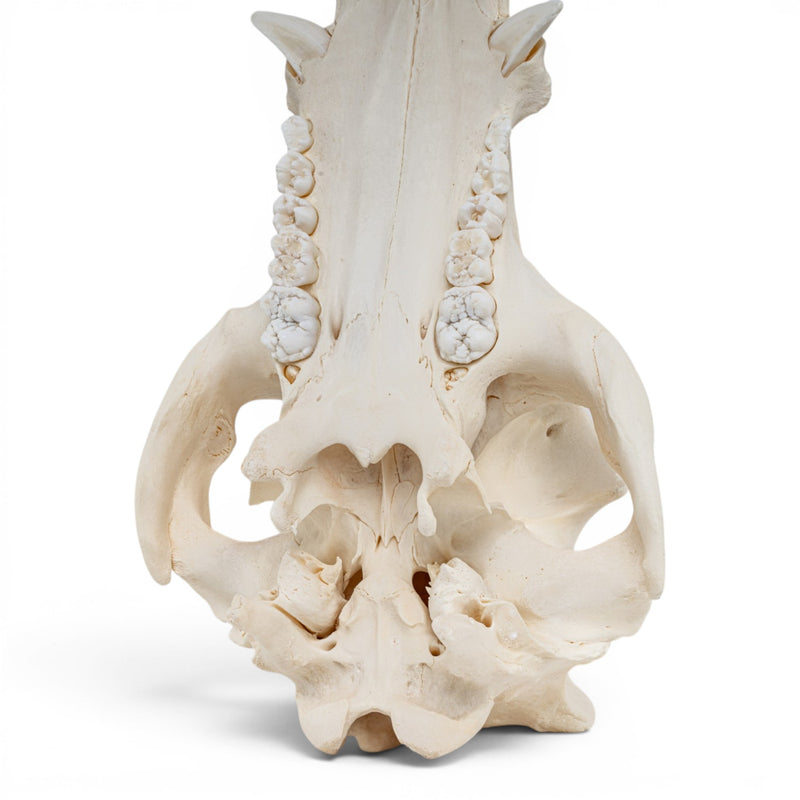 Real Potbellied Pig Skull - Adolescent